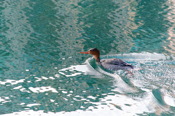 Red-breasted Merganser