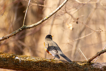 American Robin