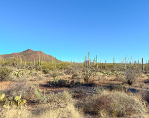 Desert landscape with majestic saguaro cacti and prickly pear plants under a clear blue sky in Arizona's wilderness, capturing the serene beauty and rugged terrain of the American Southwest.