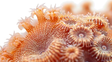 Macro shot of polyps on a coral colony displaying on white background
