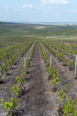 Landscape with green grand cru vineyards near Cramant, region Champagne, France. Cultivation of white chardonnay wine grape on chalky soils of Cote des Blancs.