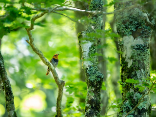 森の中の木陰で枝に留まっているコマドリの雄