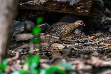 ferruginous partridge (Caloperdix oculeus) The body is orange. The wings are yellow. There are gray spots on the legs. There are two spikes on each side found in Kaeng Krachan forest.