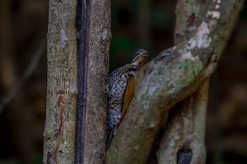 Common Flameback The back is brassy-brown, the rump is red, and the face has alternating white and black stripes running down the side of the neck. The lower body is black with white scale patterns.
