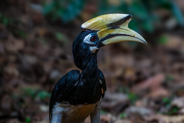 Oriental Pied Hornbill Black body, white lower chest and belly. White skin around the eyes and corners of the mouth The mouth and hump are large, white to light yellow.