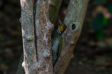 Most woodpeckers are tricky by tapping the wood to listen to the sound. That inside the larvae, which are their insects.