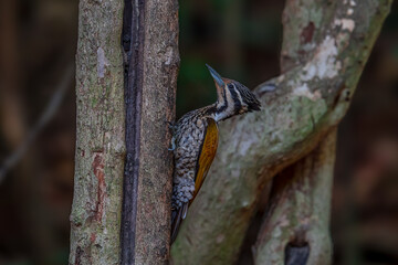 Common Flameback The back is brassy-brown, the rump is red, and the face has alternating white and black stripes running down the side of the neck. The lower body is black with white scale patterns.