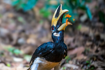 Oriental Pied Hornbill Black body, white lower chest and belly. White skin around the eyes and corners of the mouth The mouth and hump are large, white to light yellow.