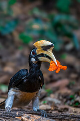 Oriental Pied Hornbill Black body, white lower chest and belly. White skin around the eyes and corners of the mouth The mouth and hump are large, white to light yellow.