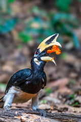Oriental Pied Hornbill Black body, white lower chest and belly. White skin around the eyes and corners of the mouth The mouth and hump are large, white to light yellow.