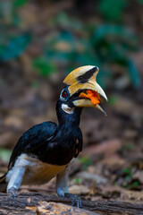 Oriental Pied Hornbill Black body, white lower chest and belly. White skin around the eyes and corners of the mouth The mouth and hump are large, white to light yellow.