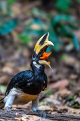 Oriental Pied Hornbill Black body, white lower chest and belly. White skin around the eyes and corners of the mouth The mouth and hump are large, white to light yellow.