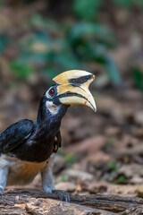 Oriental Pied Hornbill Black body, white lower chest and belly. White skin around the eyes and corners of the mouth The mouth and hump are large, white to light yellow.