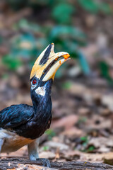 Oriental Pied Hornbill Black body, white lower chest and belly. White skin around the eyes and corners of the mouth The mouth and hump are large, white to light yellow.