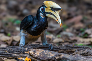 Oriental Pied Hornbill Black body, white lower chest and belly. White skin around the eyes and corners of the mouth The mouth and hump are large, white to light yellow.