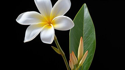 Fototapeta premium white frangipani flower