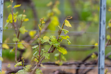 Close up on grand cru Champagne vineyards near Moulin de Verzenay, rows of pinot noir grape plants in Montagne de Reims near Verzy and Verzenay, Champagne, France