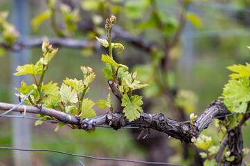 Close up on grand cru Champagne vineyards near Moulin de Verzenay, rows of pinot noir grape plants in Montagne de Reims near Verzy and Verzenay, Champagne, France
