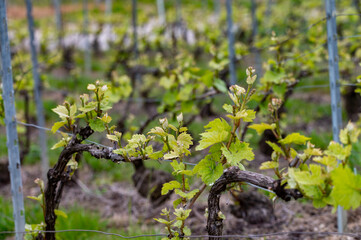 Close up on grand cru Champagne vineyards near Moulin de Verzenay, rows of pinot noir grape plants in Montagne de Reims near Verzy and Verzenay, Champagne, France