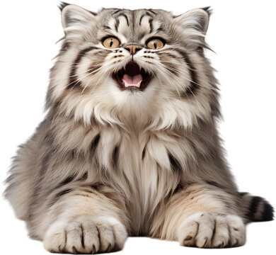 The fluffy Pallas cat is adorably captivating.  