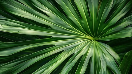 Fototapeta premium tropical green leaves floral background