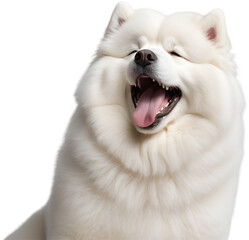 Fototapeta premium Samoyed, fluffy companion, bright smile forever. 