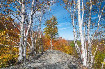 white birch trees autumn Becket Massachusetts
