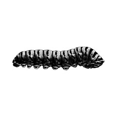 Caterpillar hand drawing vector isolated on background.