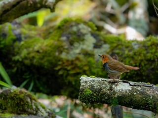 森の中で倒木に留まっているコマドリの雄