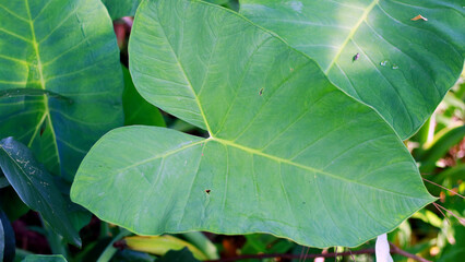 Tannia plants grow in the garden. Tannia is also called Xanthosoma sagittifolium.