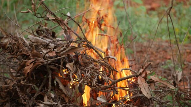  Blazing fire in a pile of dry leaves and branches