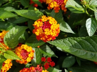 red and yellow flowers