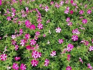 pink and white flowers