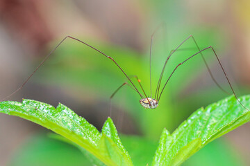 Strange and beautiful long-legged spider Walking on leaves in the tropical forests of Thailand