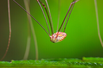 Strange and beautiful long-legged spider Walking on leaves in the tropical forests of Thailand