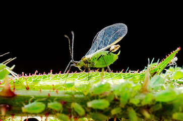 Aphid Colony Close-up. Greenfly or Green Aphid Garden Parasite Insect Pest Macro on Dark Background