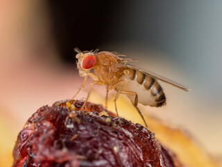 Tropical Fruit Fly Drosophila Diptera Parasite Insect Pest on Vegetable Macro