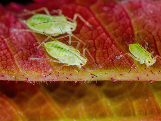 Aphid Colony Close-up. Greenfly or Green Aphid Garden Parasite Insect Pest Macro