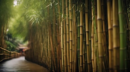 Green bamboo fence background. Beautiful Bamboo forest in spain
