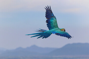 Beautiful parrot flying over the mountain. Free flying bird