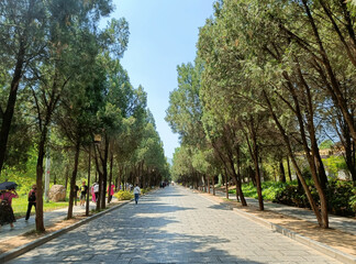 China, Luoyang, Shaolin Temple, bamboo forest on the monastery grounds tree
