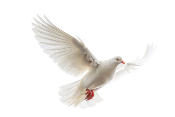 Obraz premium white dove isolated on white transparent