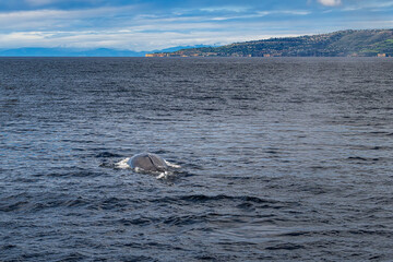 Whale's back above the water line