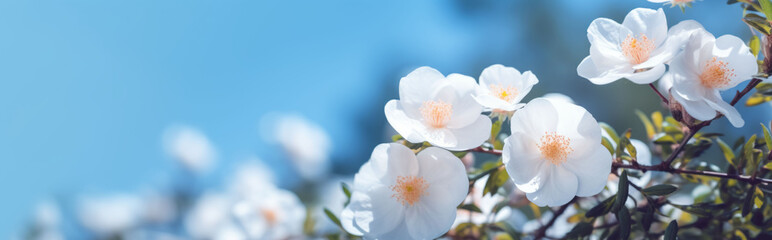 Obraz premium Beautiful spring border, blooming rose bush on a blue background. Flowering rose hips against the blue sky. Soft selective focus