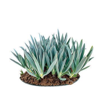 Senecio Mandraliscae Bush on Clear Background