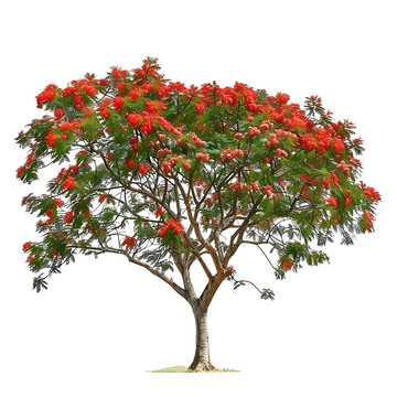 Delonix Regia Tree with Clear Background