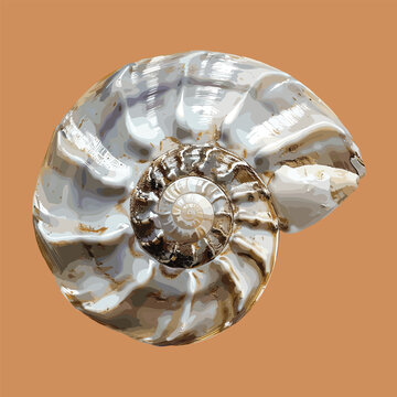 recommend clip art: Realistic spiral seashell isolated on light brown background, vector illustration, beach summer theme