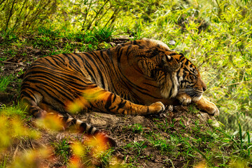 tiger in the grass