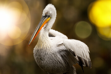 pelican close up