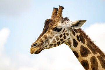 giraffe close up